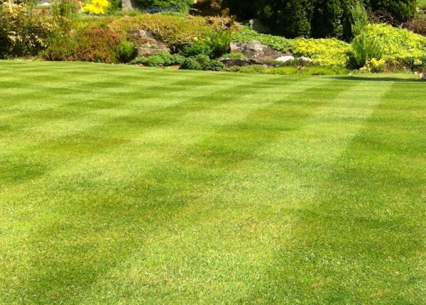 Cost of Commercial Grass Cutting in Vienna