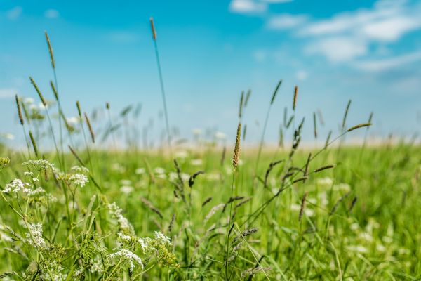 High Grass Trimming in Vienna